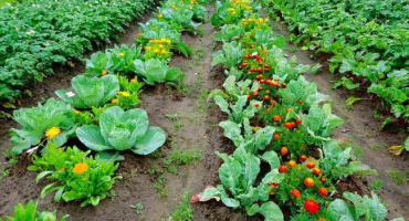 Konsolidovaná výsadba a kompatibilita zeleniny na záhonech